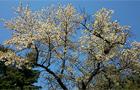 Sakura season - cseresznyevirágzás szezon a kollégiumban